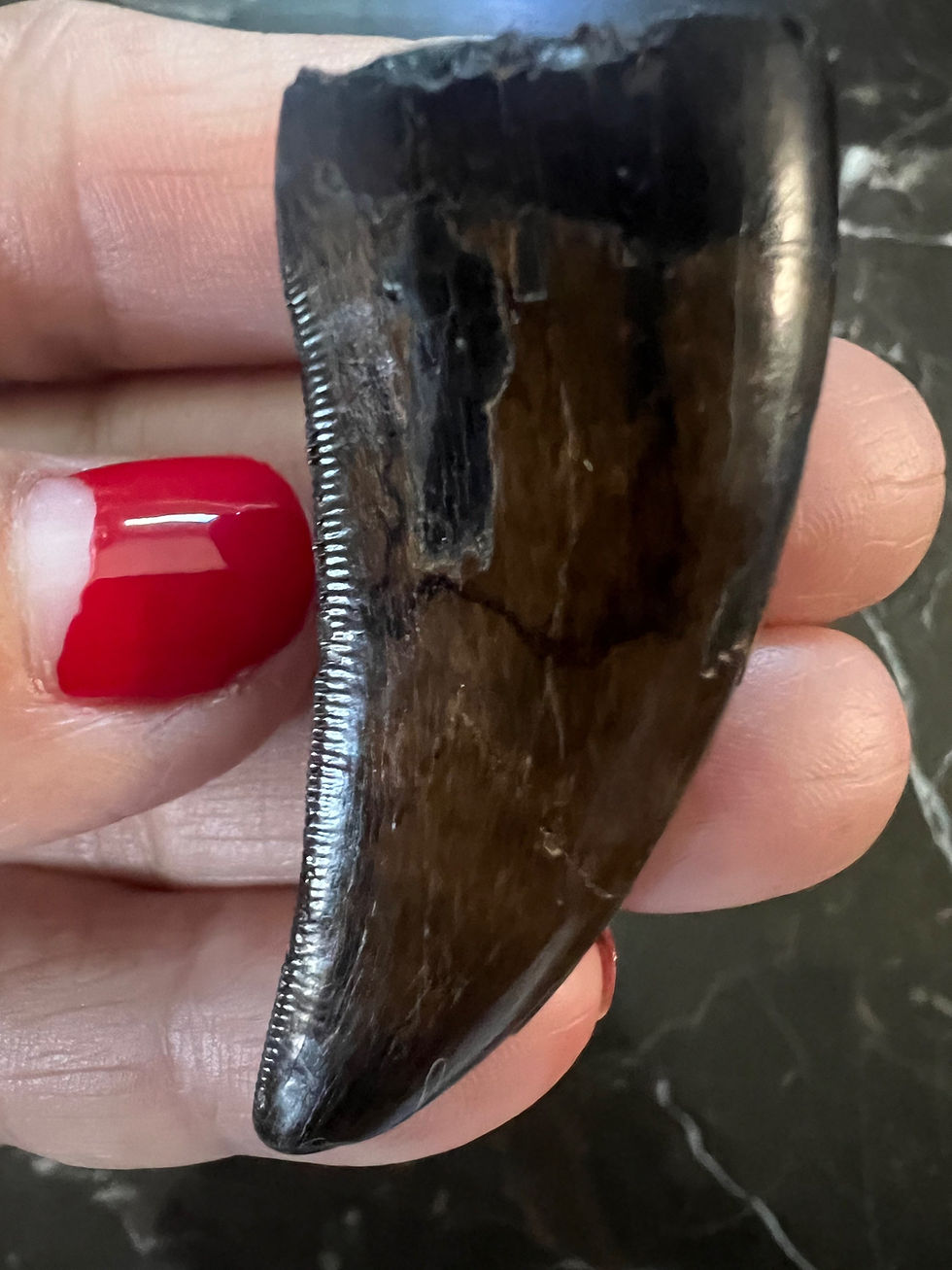 Thumbnail: (SOLD) 1 11/16” T-Rex Tooth