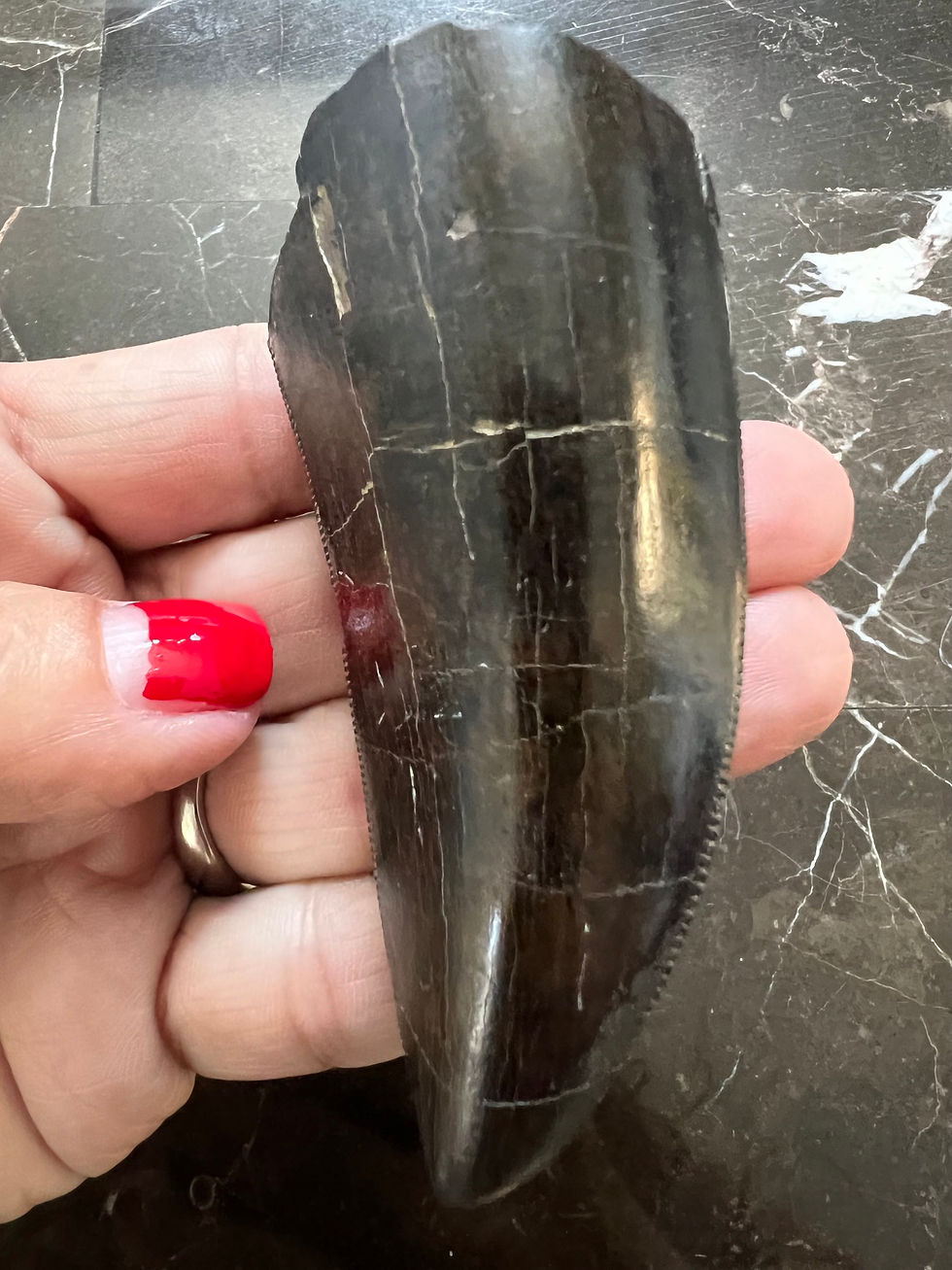 (SOLD) Beautiful 3”  T-Rex Tooth