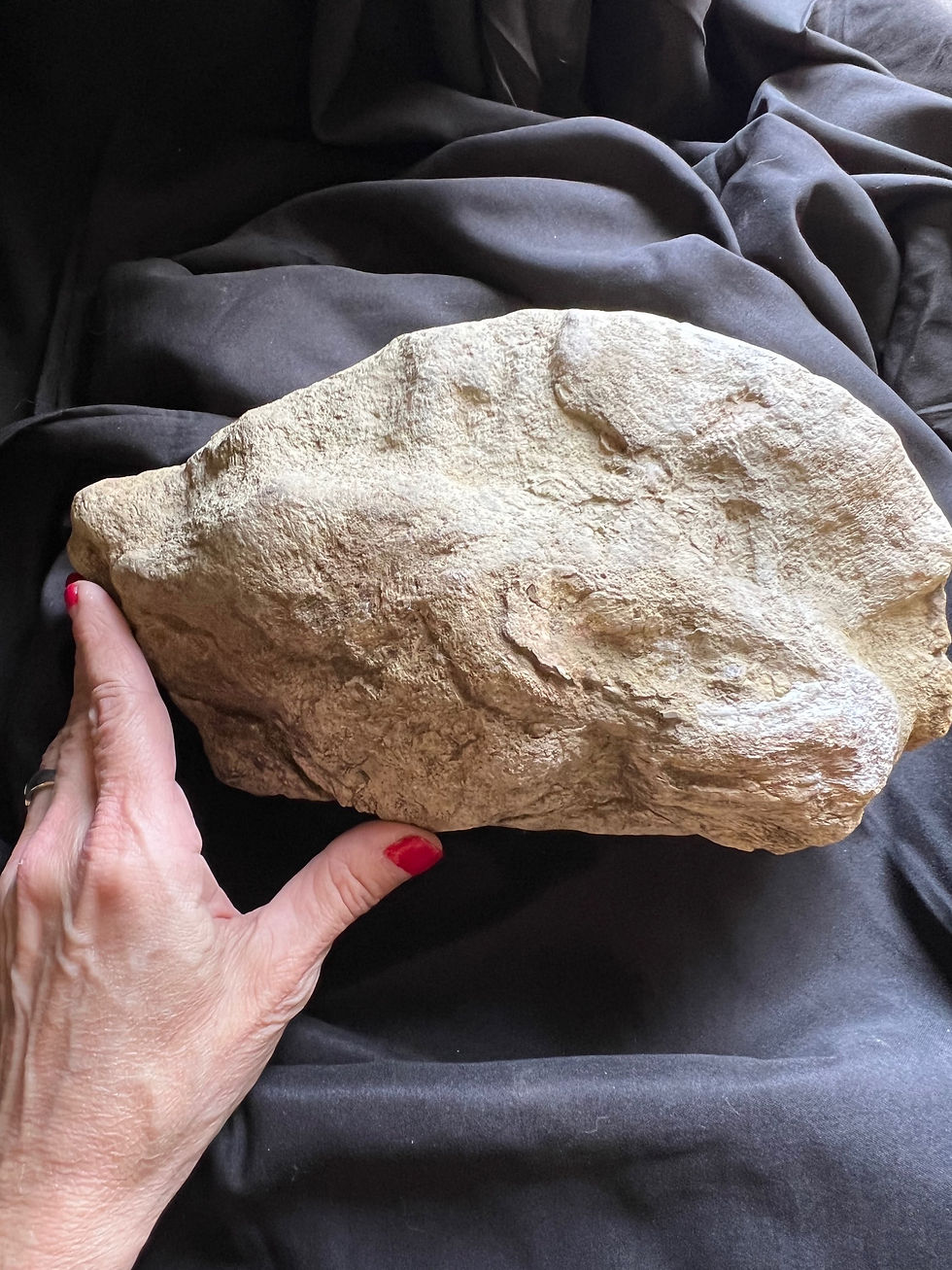 Thumbnail: (SOLD) Pachycephalosaurus Dome Partial
