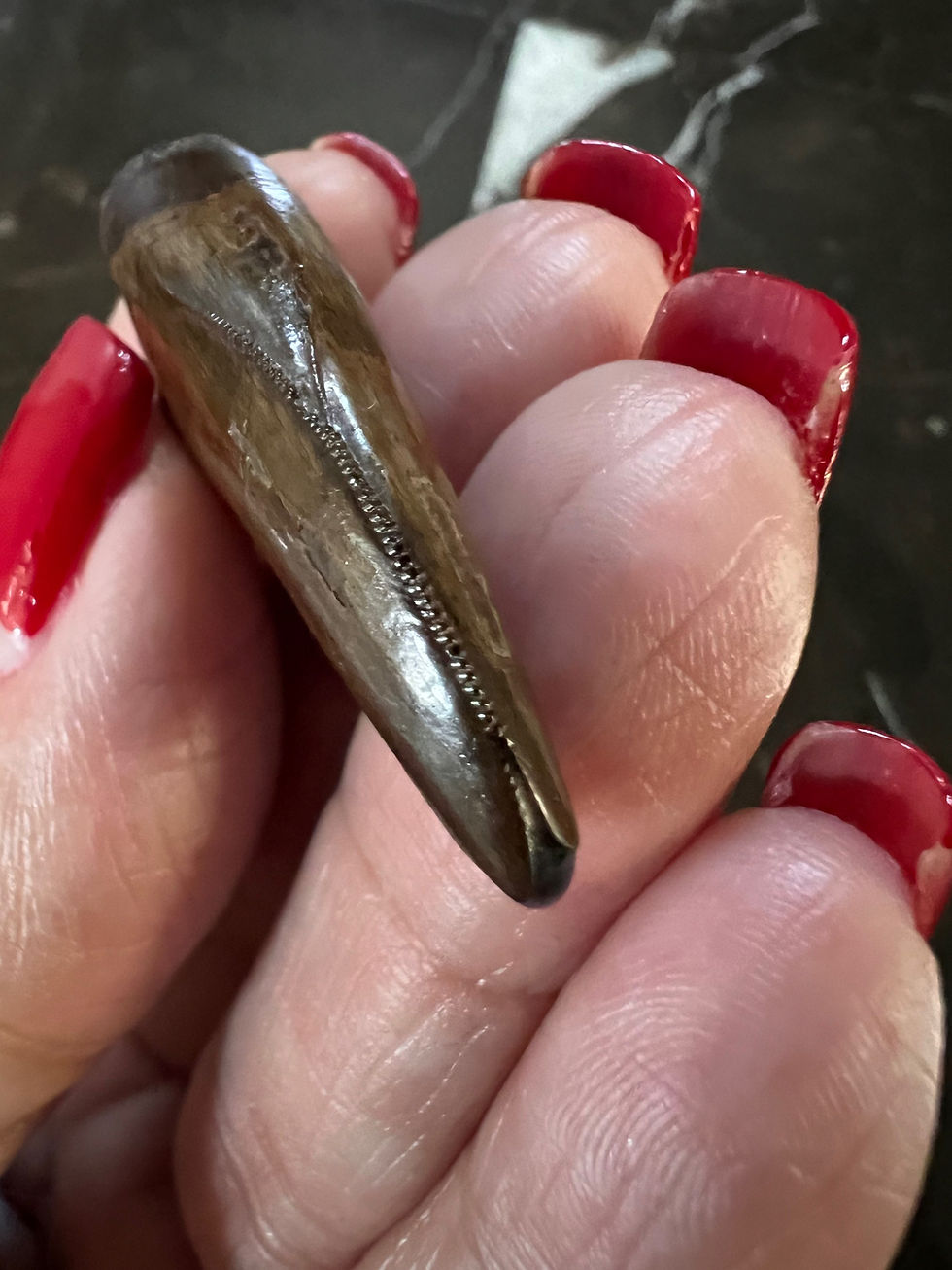 Thumbnail: (SOLD) 1 5/16" T-Rex Tooth