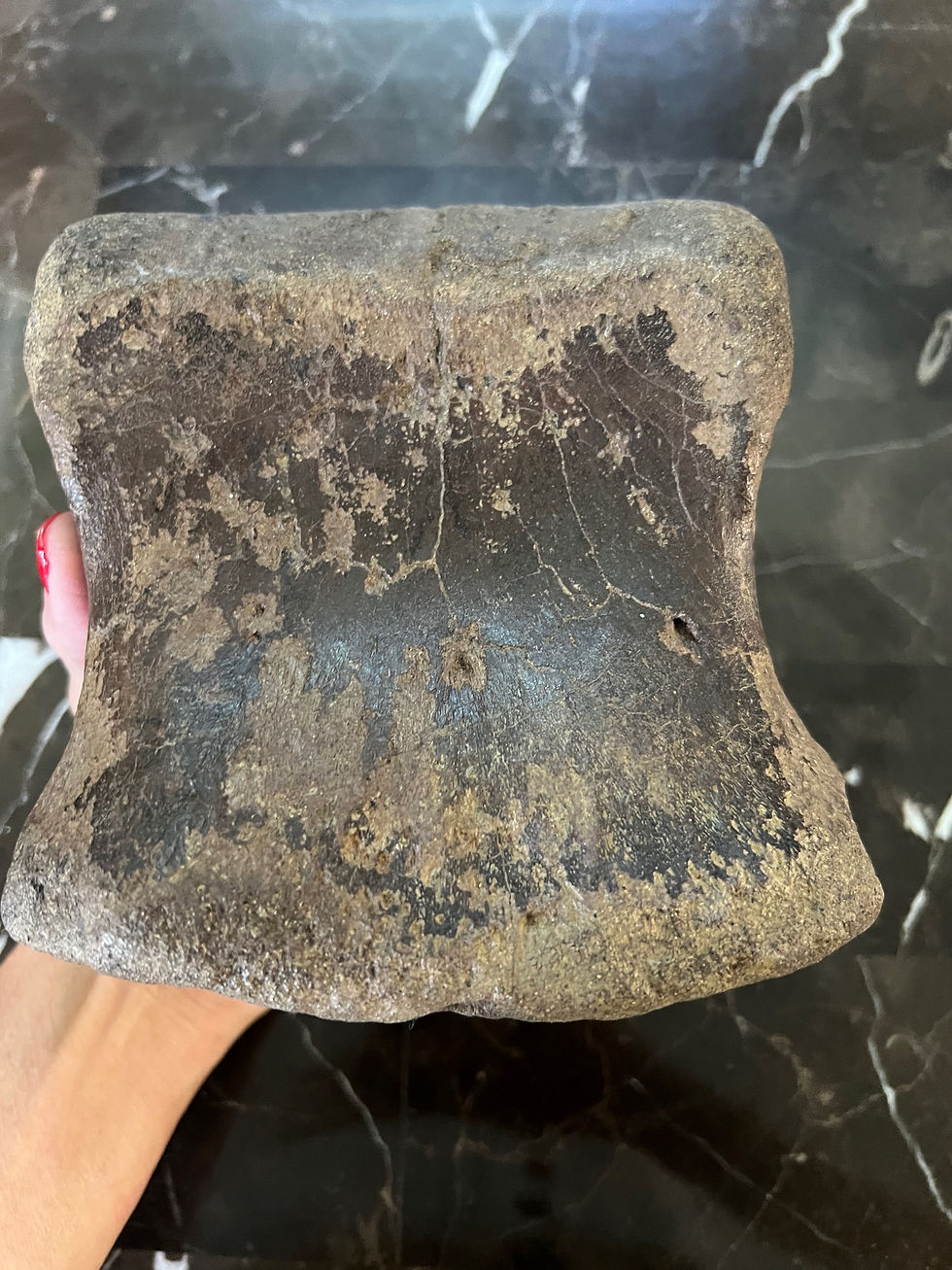 Thumbnail: (SOLD) Huge Edmontosaurus Toe Digit