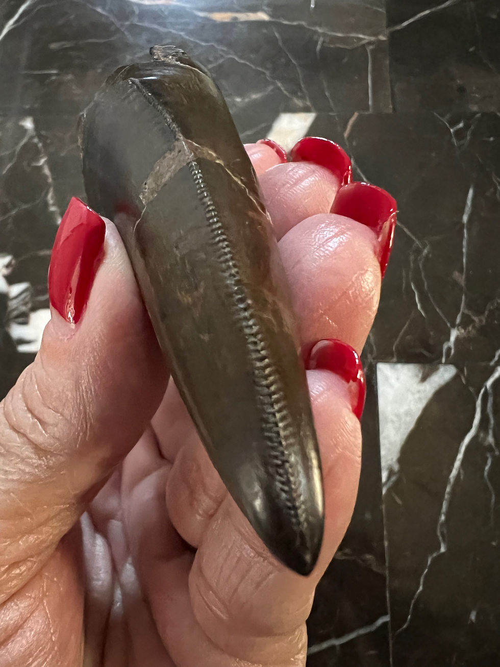 Thumbnail: (SOLD) 2 3/4" T-Rex Tooth