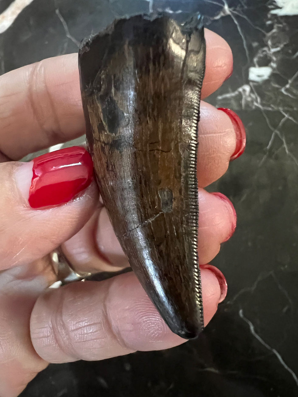 Thumbnail: (SOLD) 1 11/16” T-Rex Tooth