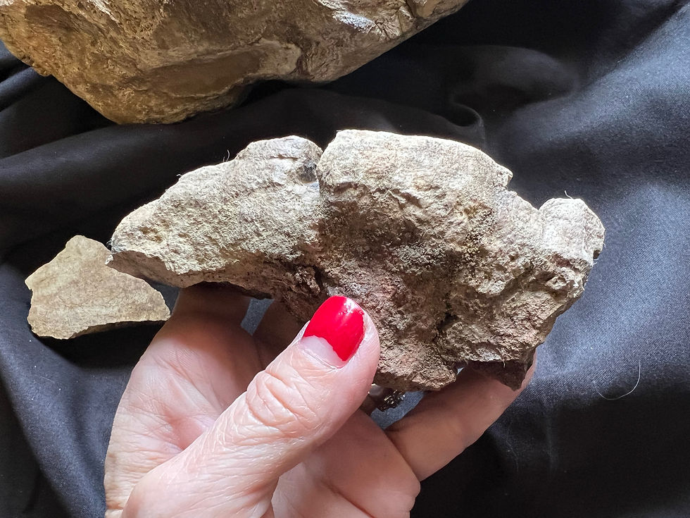 Thumbnail: (SOLD) Pachycephalosaurus Dome Partial