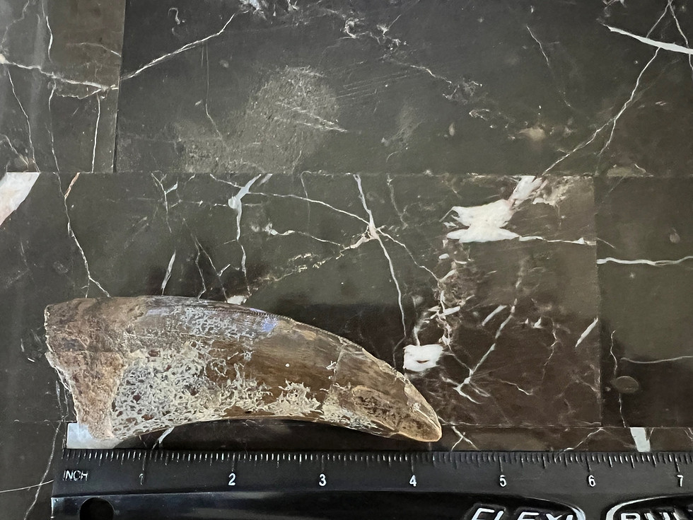 Thumbnail: (SOLD) 4 1/4” T-Rex Tooth