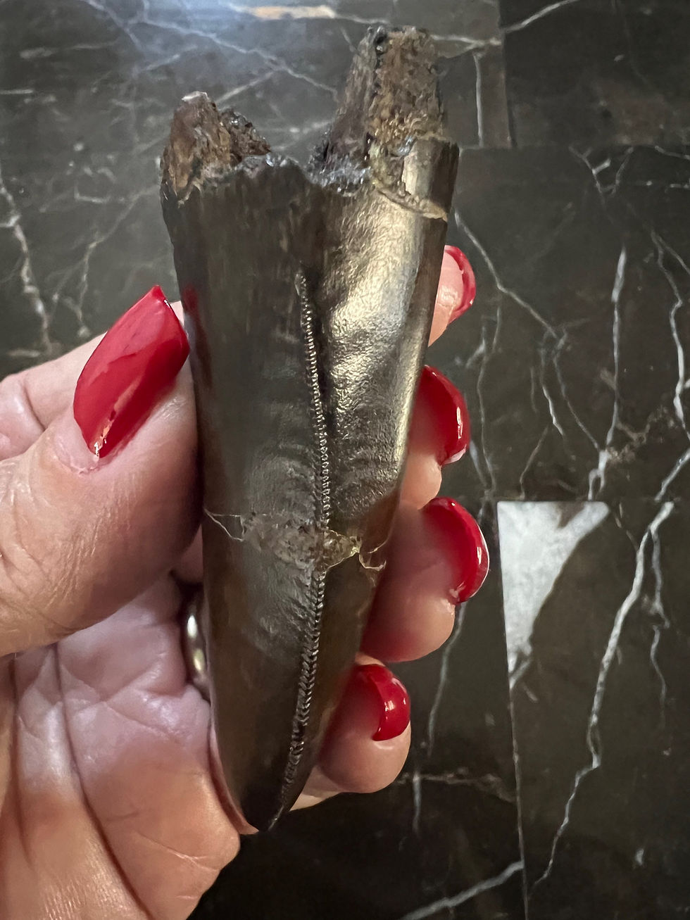 Thumbnail: (SOLD) 2 3/4" T-Rex Tooth