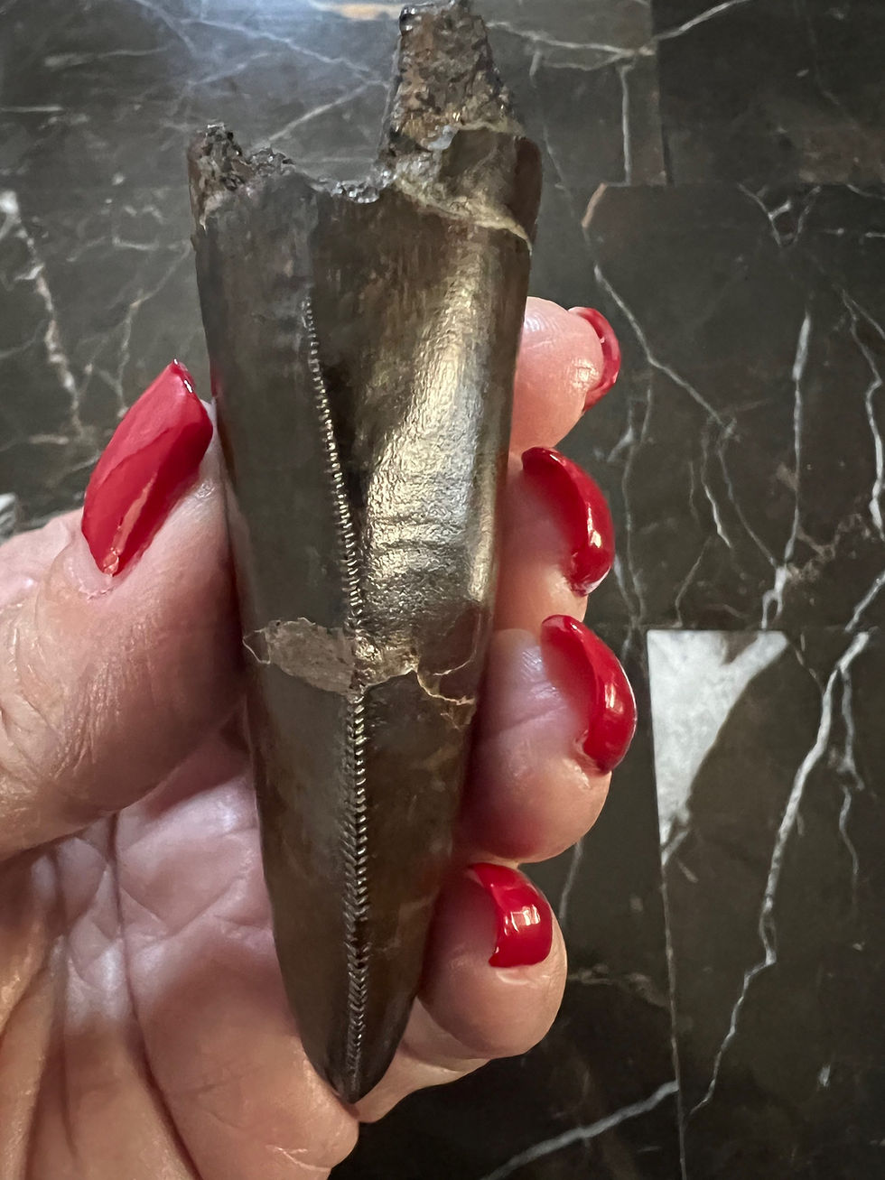 Thumbnail: (SOLD) 2 3/4" T-Rex Tooth