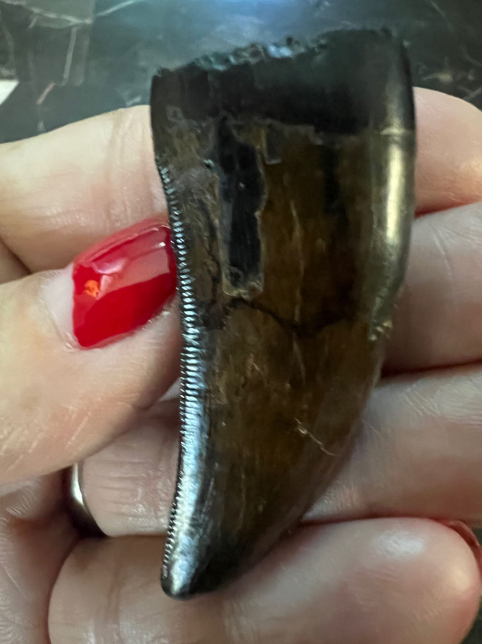 Thumbnail: (SOLD) 1 11/16” T-Rex Tooth