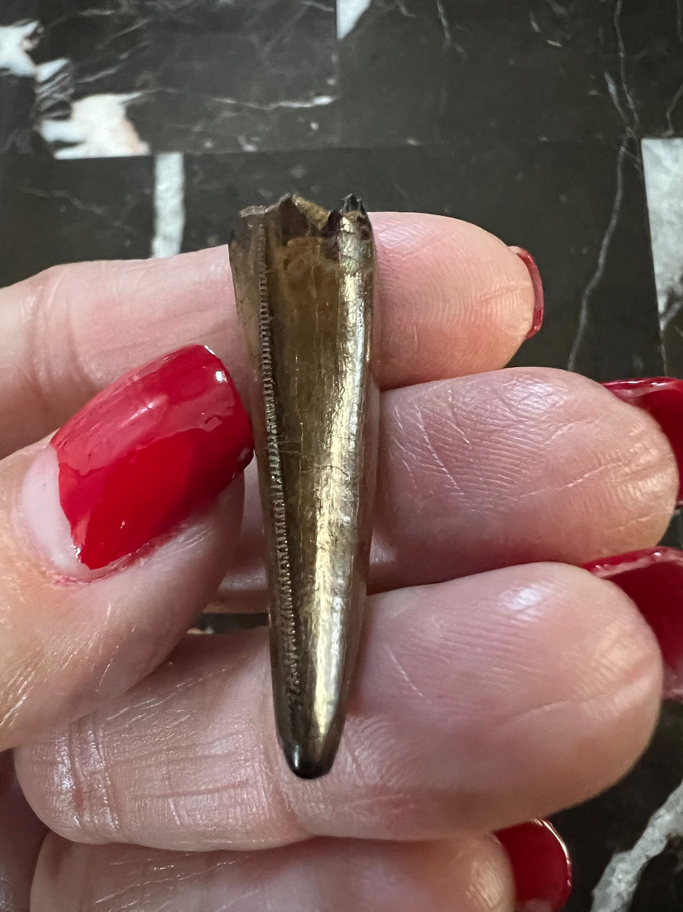 Thumbnail: (SOLD) 1 5/16" T-Rex Tooth