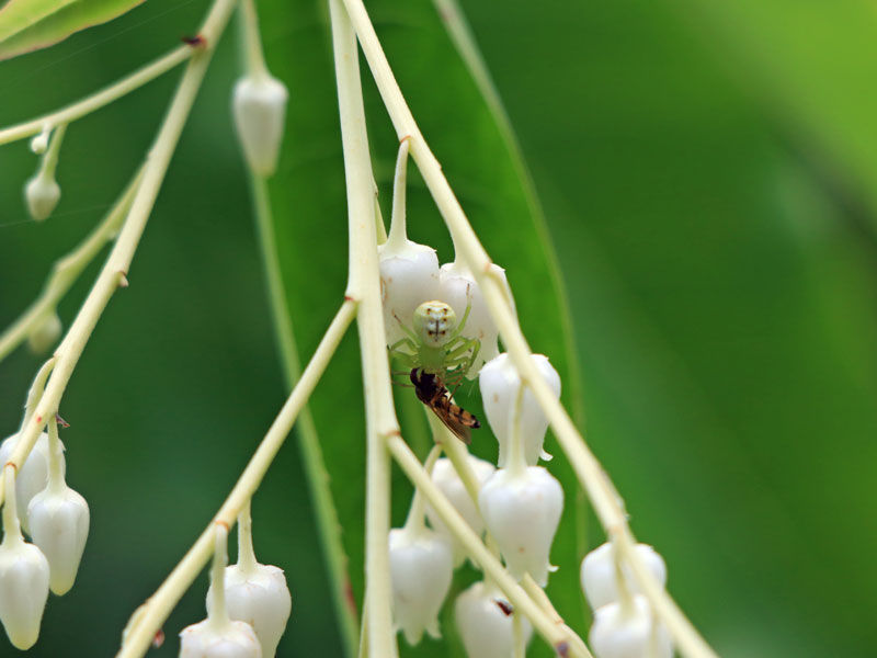 顔みたいな模様の蜘蛛。ちいさい虫食べてる