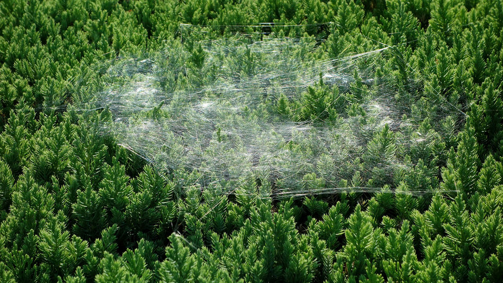 João ModéAQUI [rede sobre floresta _ Nagoia], 2016 - joaomode.jpg