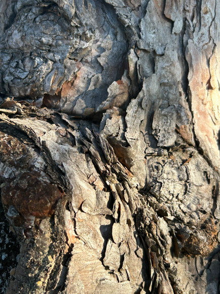Tree Bark