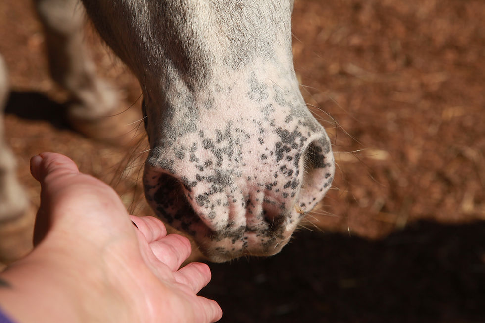 Brave Horse located in Armstrong, BC 2025