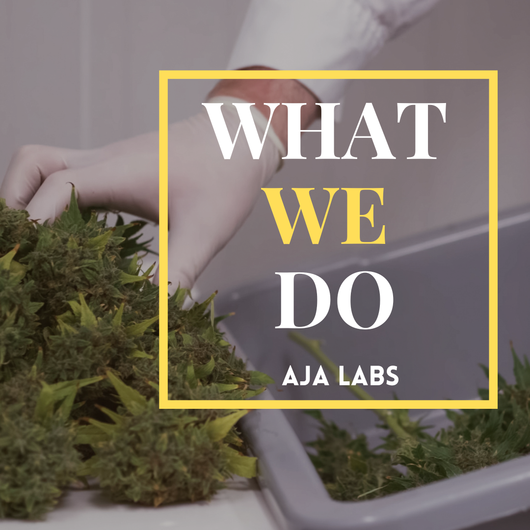 Case Study: Aja Labs – Engaging Social Media Content for a Growing Brand