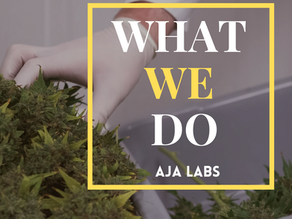Case Study: Aja Labs – Engaging Social Media Content for a Growing Brand