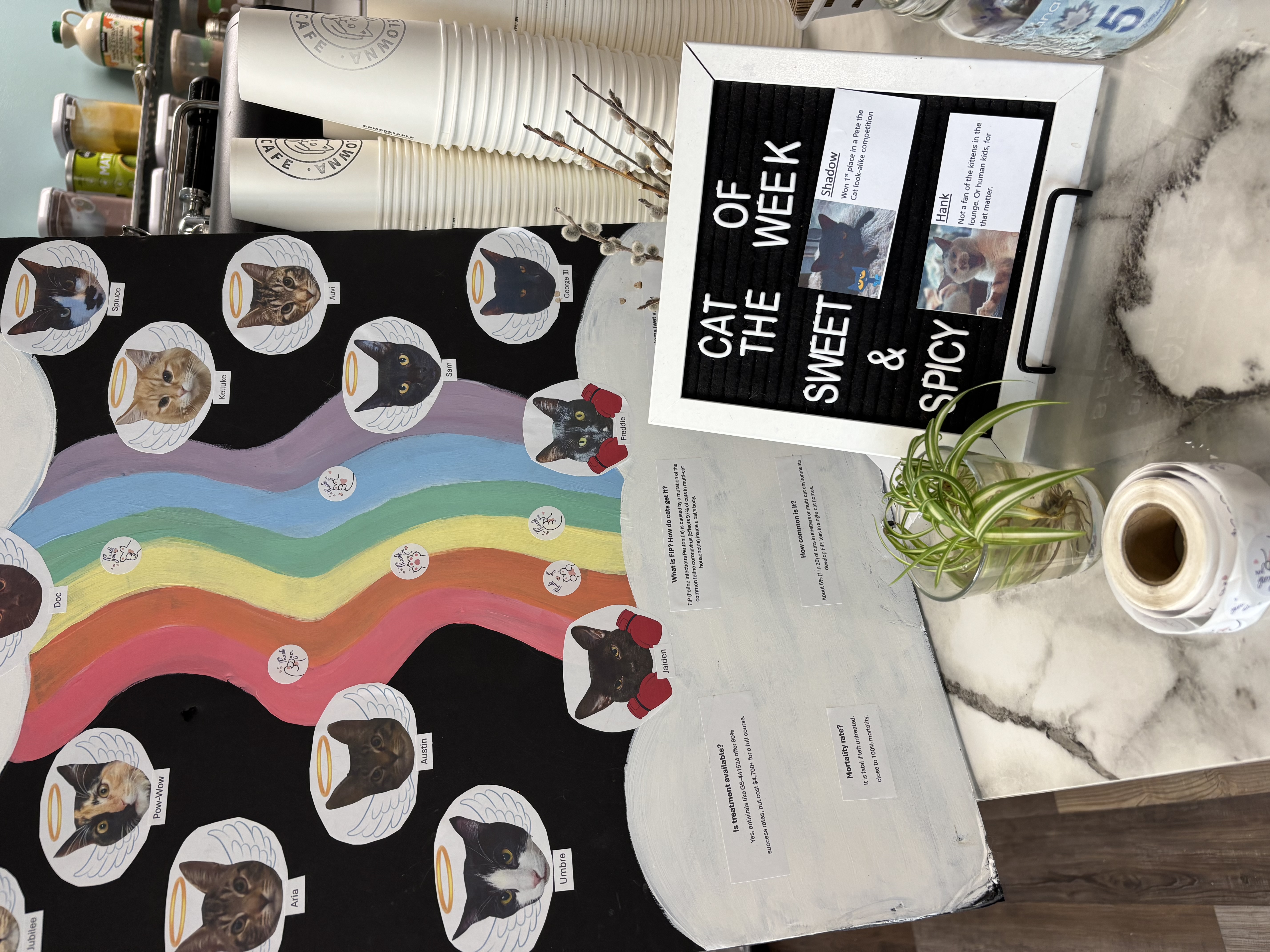 Local BoostBC Spotlight: Catelowna - Where Community Meets Cats in Kelowna, BC