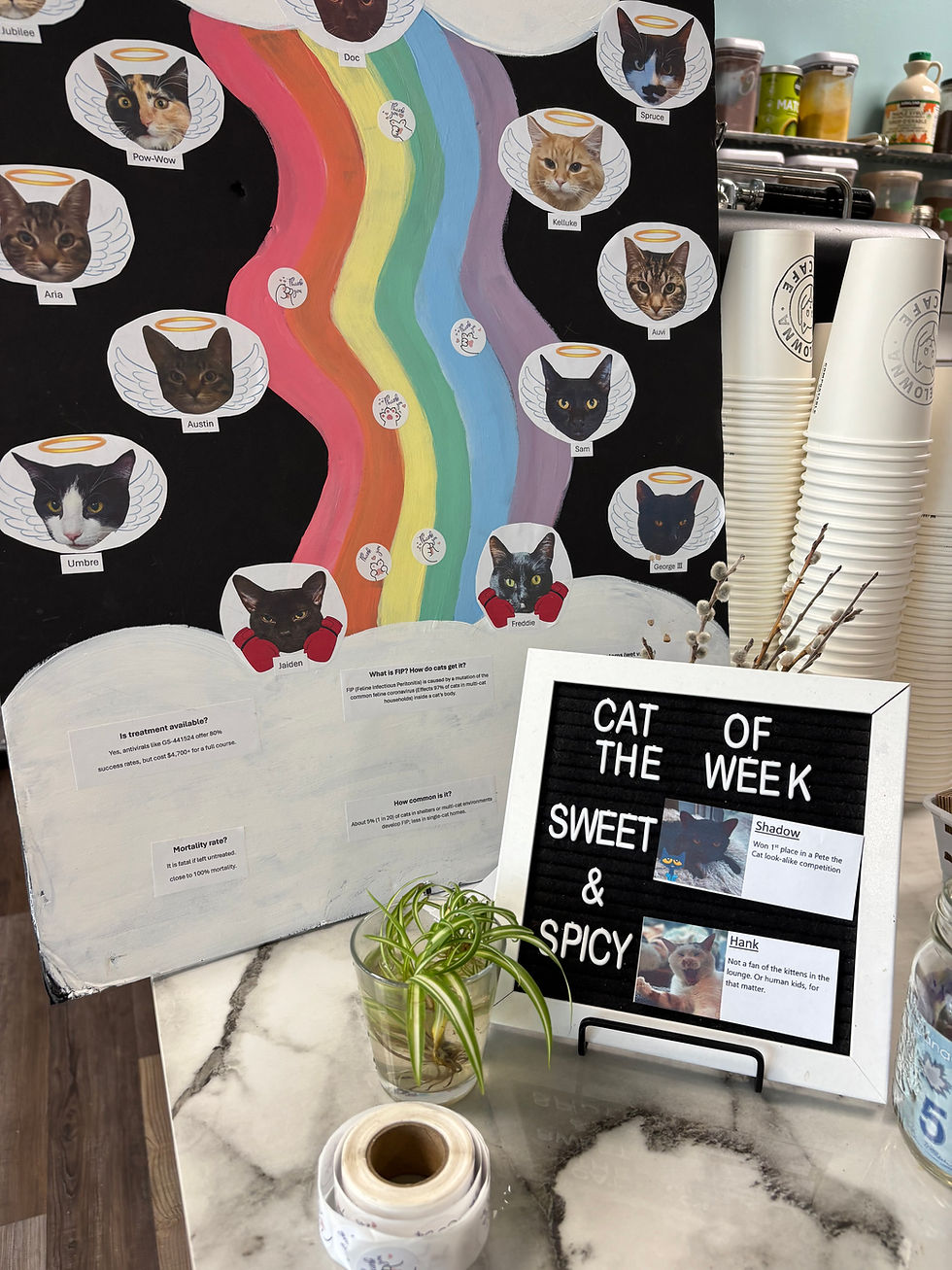 Local BoostBC Spotlight: Catelowna - Where Community Meets Cats in Kelowna, BC