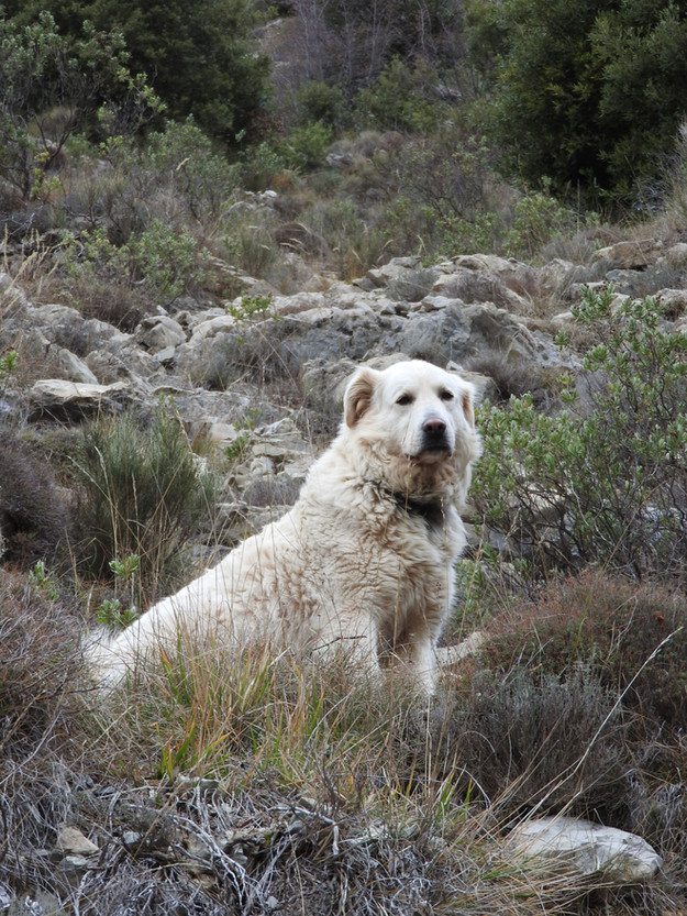 Comment Réagir Face à Un Patou