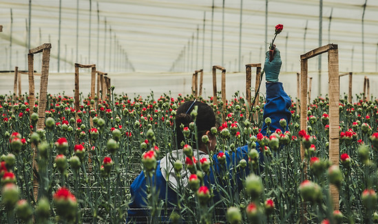Carnations