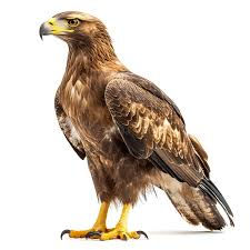 What is a Bird of Prey?