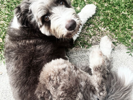 Tilly is sick! Maybe she has the flu