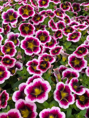 Calibrachoa Calitastic Raspberry Calibrachoa Calitastic | Jardin Trouvailles