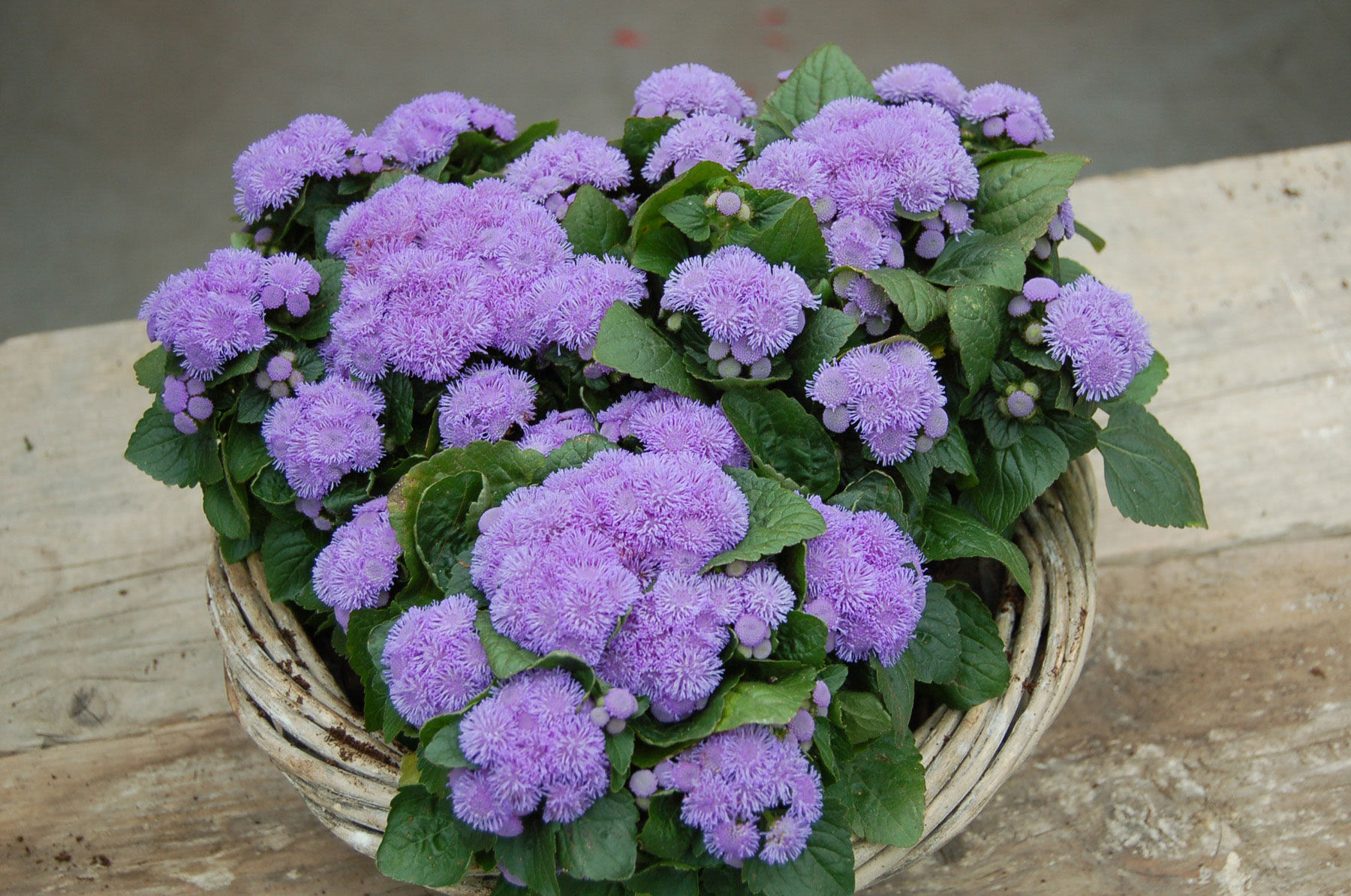 Annuelles Ageratum Aloha Blue - Jardin des Trouvailles