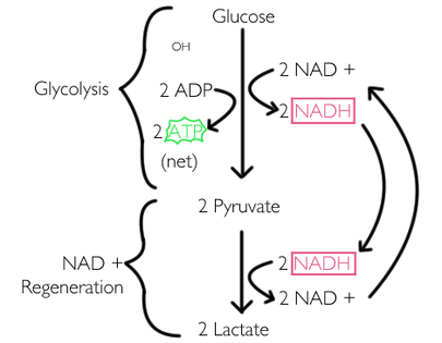 lactic acid fermentation.png