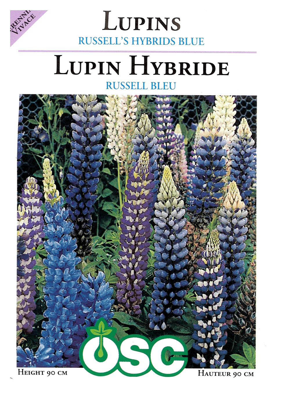 Semences Lupin hybride Russell bleu - Jardin des Trouvailles