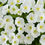 Miniature : Annuelles Pétunia Littletunia White Grace - Jardin des Trouvailles