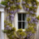 Maison blanche couverte de vigne avec des fleurs mauves en grappes