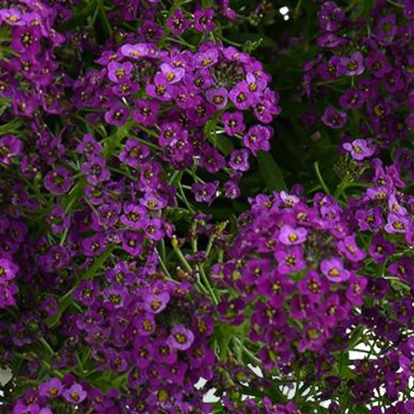 Miniature : Annuelle Lobularia 'Stream Compact Purple' - Jardin des Trouvailles