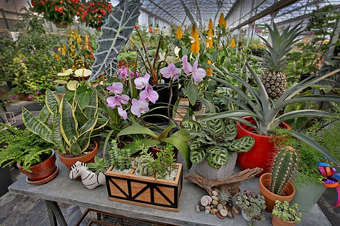 Jardin-Trouvailles-grand-choix-plantes-interieur-cadeaux.JPG