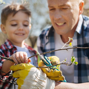 La taille des arbres et arbustes en toute simplicité