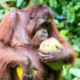 Exotique et très pratique : la fibre de noix de coco