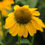 Miniature : Vivaces Echinacee Sombrero Lemon Yellow- Jardin des Trouvailles