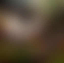 La délicieuse magie des fines herbes