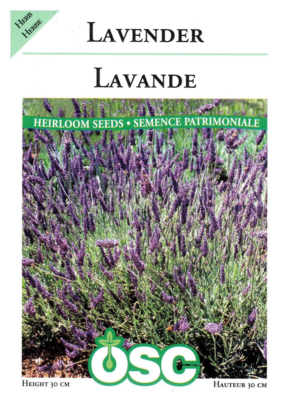 Semences Lavande - Jardin des Trouvailles