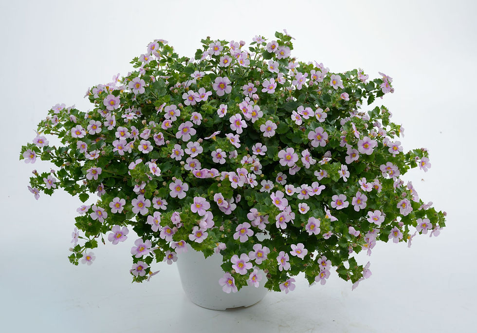 Miniature : Annuelles Bacopa Guilliver Compact Pink Heart - Jardin des Trouvailles