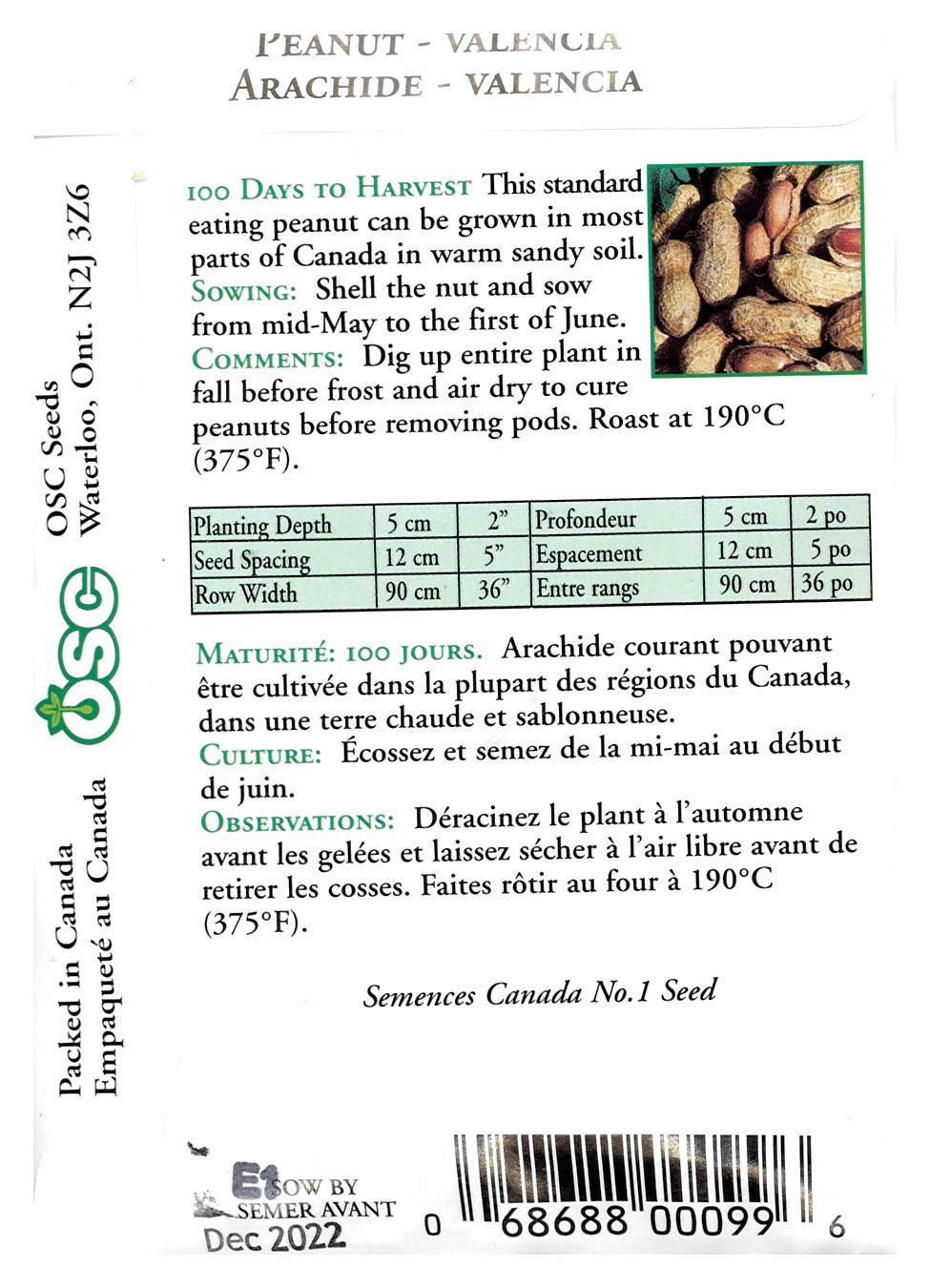 Semences Arachide Valencia - Jardin des Trouvailles
