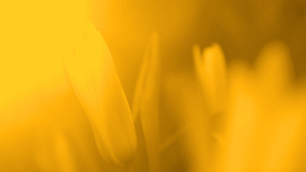 Flower in Sunlight_edited_edited.jpg