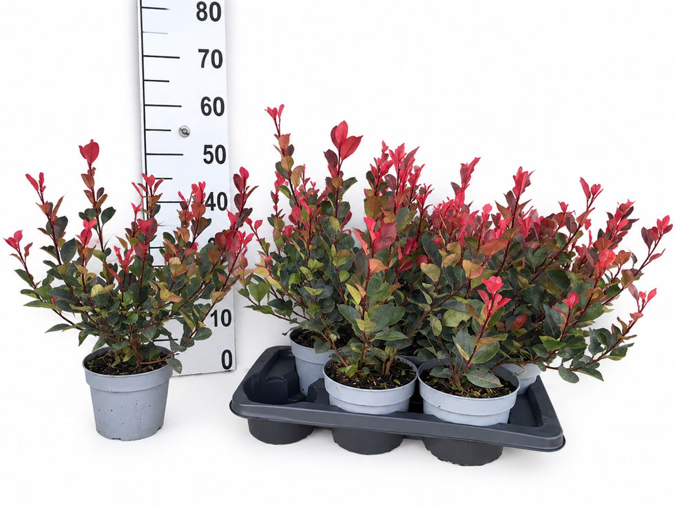 Photinia Fras 'Little Red Robin'