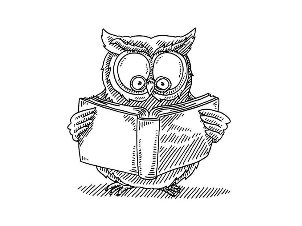 An owl representing Insights from the Australian corporate innovation community