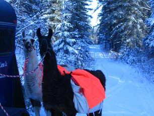Llamas, Dogs, and Chickens