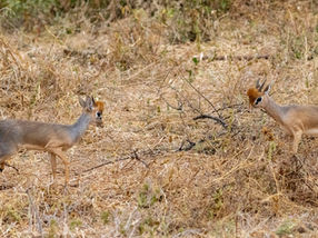Day 3 - Tarangire - Safari n.2