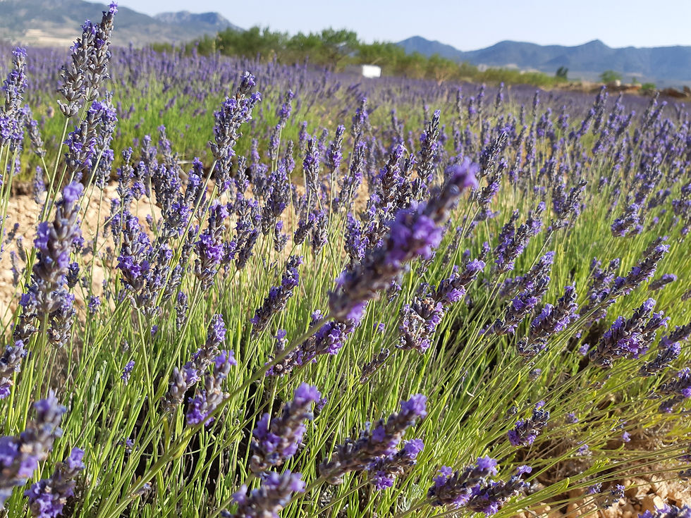 Lavanda