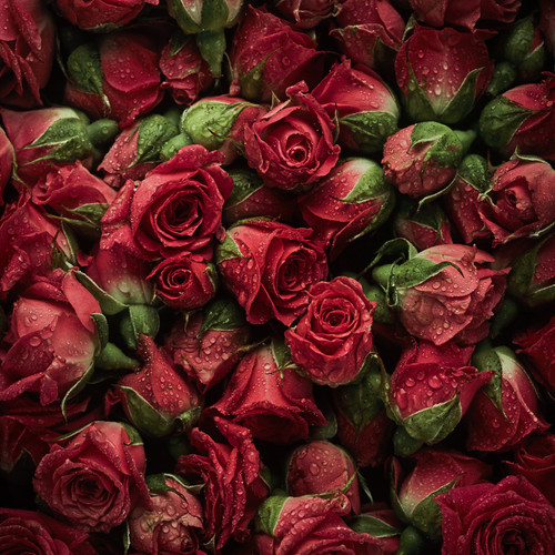 Red Roses backdrop tinyatelierbackdrops