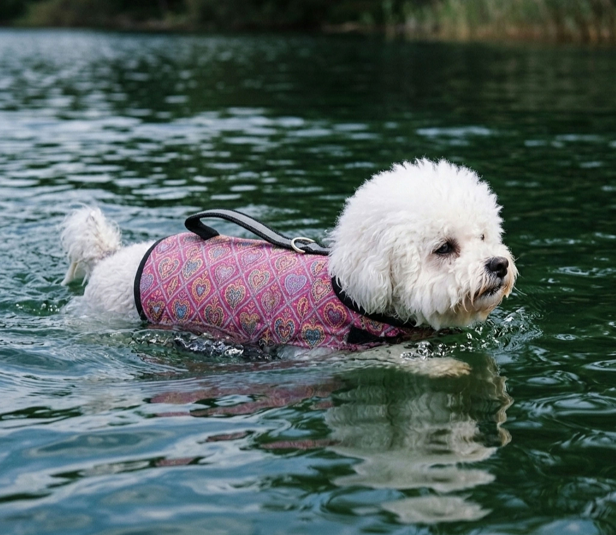 The SplashGuard Dog Life Jacket