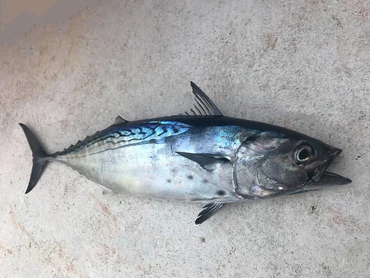 peche carnassier mer afrique tourisme