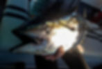 Yellowfin tuna fished near Cape point South Africa